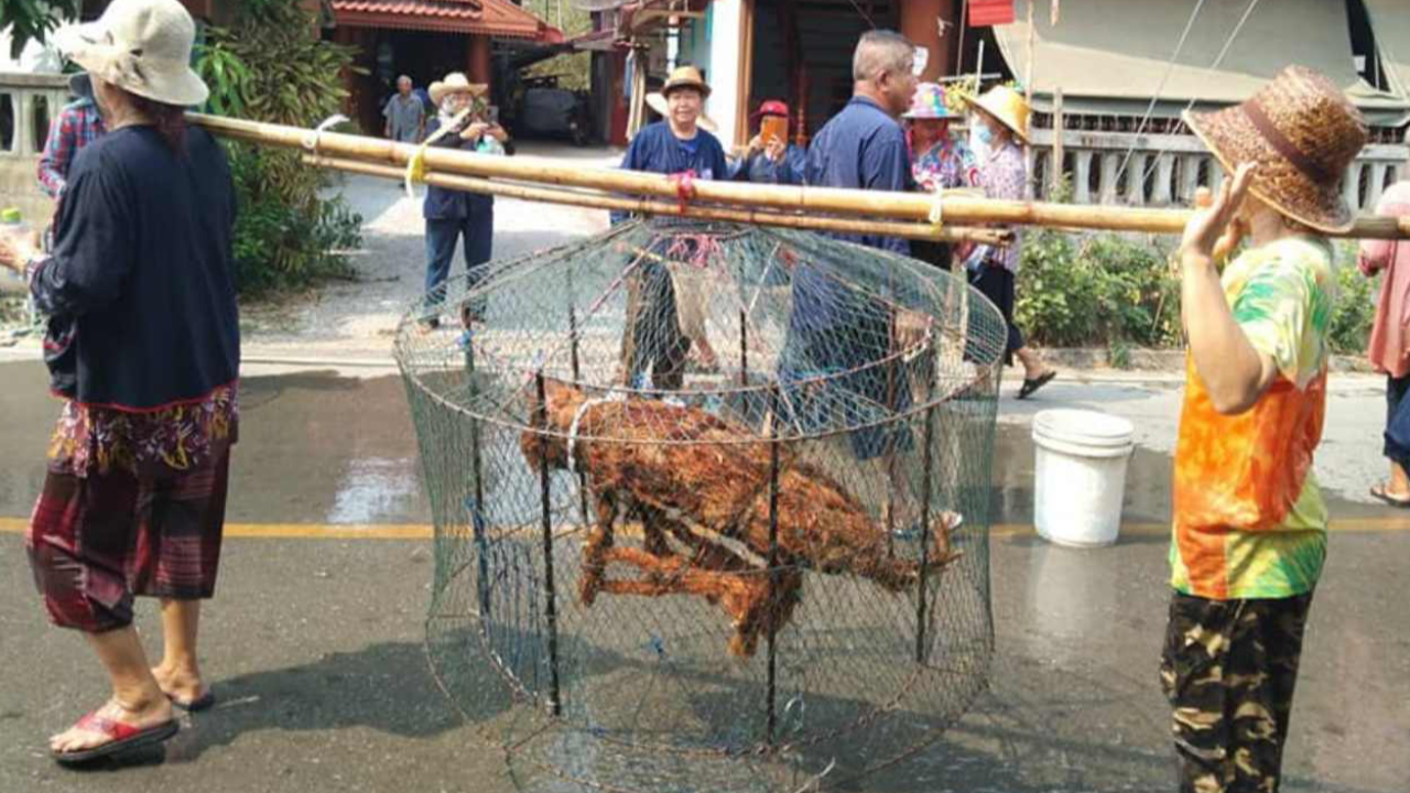 ได้ผล ชาวบ้านแห่นางแมว จับปลาบนบกประชดเทวดา ตกกลางคืนฝนตกทันที