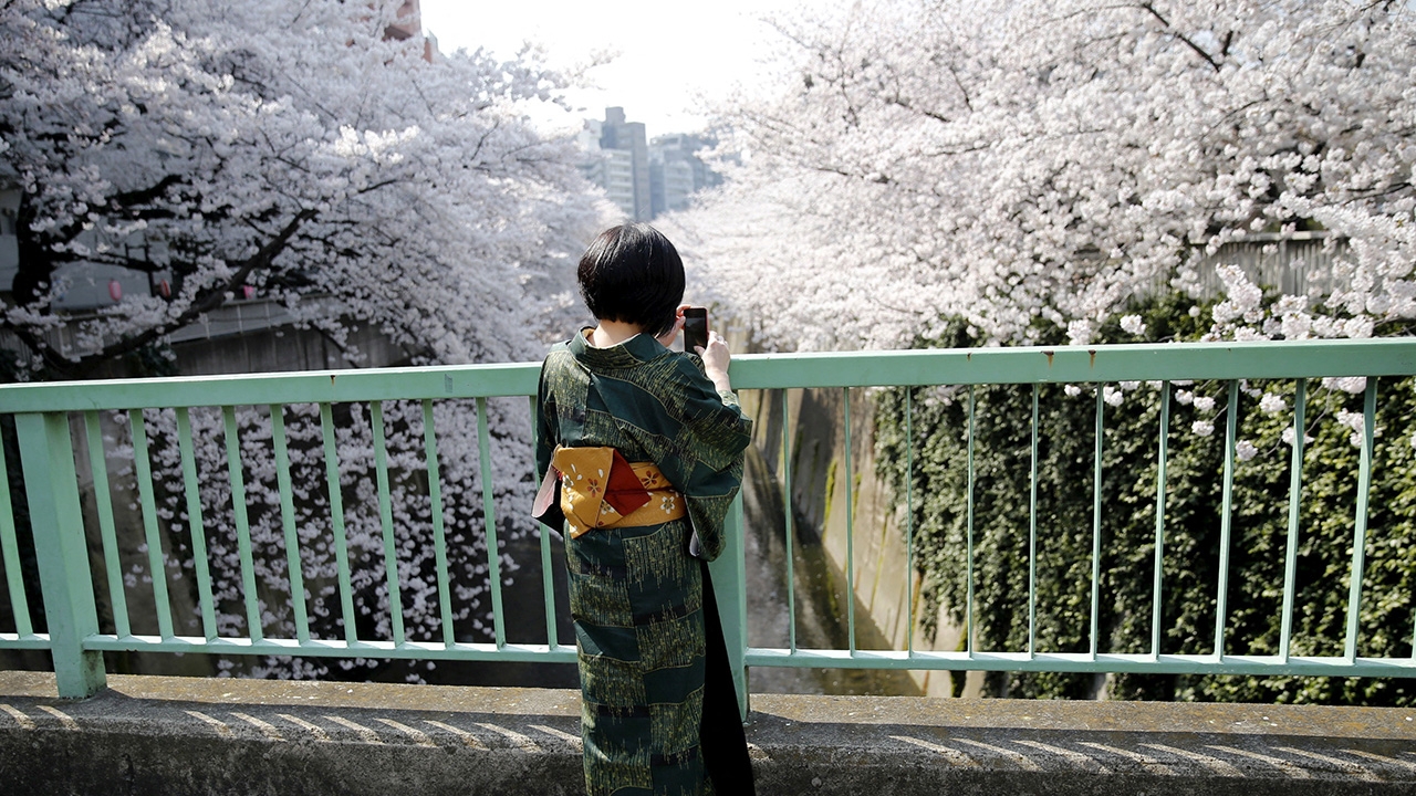 ซากุระบานฟื้นเที่ยวญี่ปุ่น หลังยกเลิกคุมโควิด-19