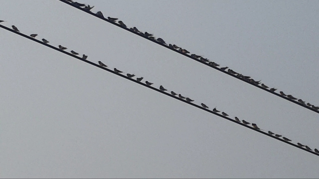 นกนางแอ่นนับหมื่นตัว หลบร้อนบินเกาะสายไฟจนดำพรึ่บ บนถนน จ.พะเยา