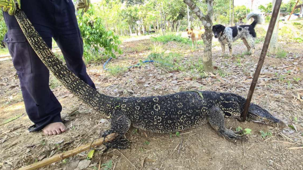 จับได้แล้วเจ้าตัวร้าย จอมขโมยกินปลา หางฟาดตบหมาหน้าตาแตก