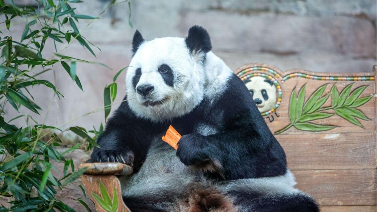 จีนเตรียมร่วมหาสาเหตุการตายของ ‘หลินฮุ่ย’ หลังโคม่าฉับพลันแค่คืนเดียว