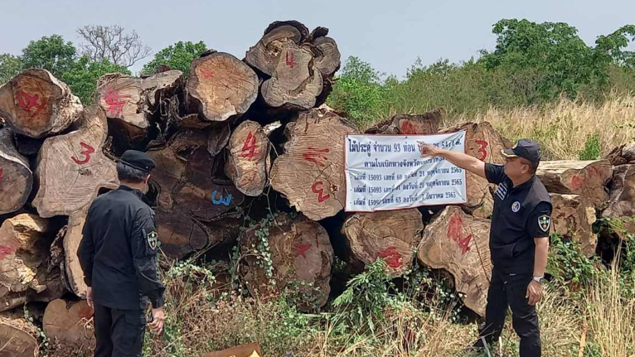ตรวจโรงงานนายทุนจีนที่ชัยภูมิ พบไม้ประดู่ท่อน แปรรูป ซุกไว้เพียบ 