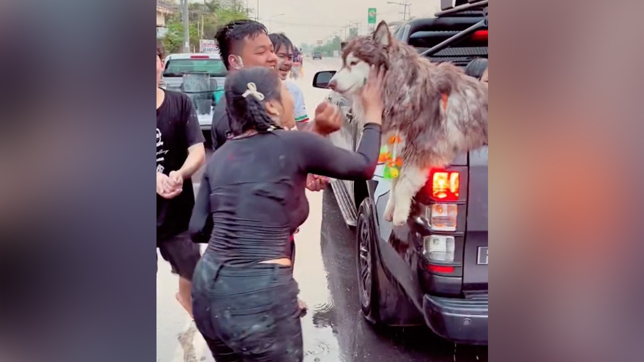 ตัวตึงอำนาจเจริญ ไซบีเรียนนั่งท้ายกระบะ เล่นสงกรานต์ แวะที่ไหนโดนทั้งน้ำ ทั้งแป้ง