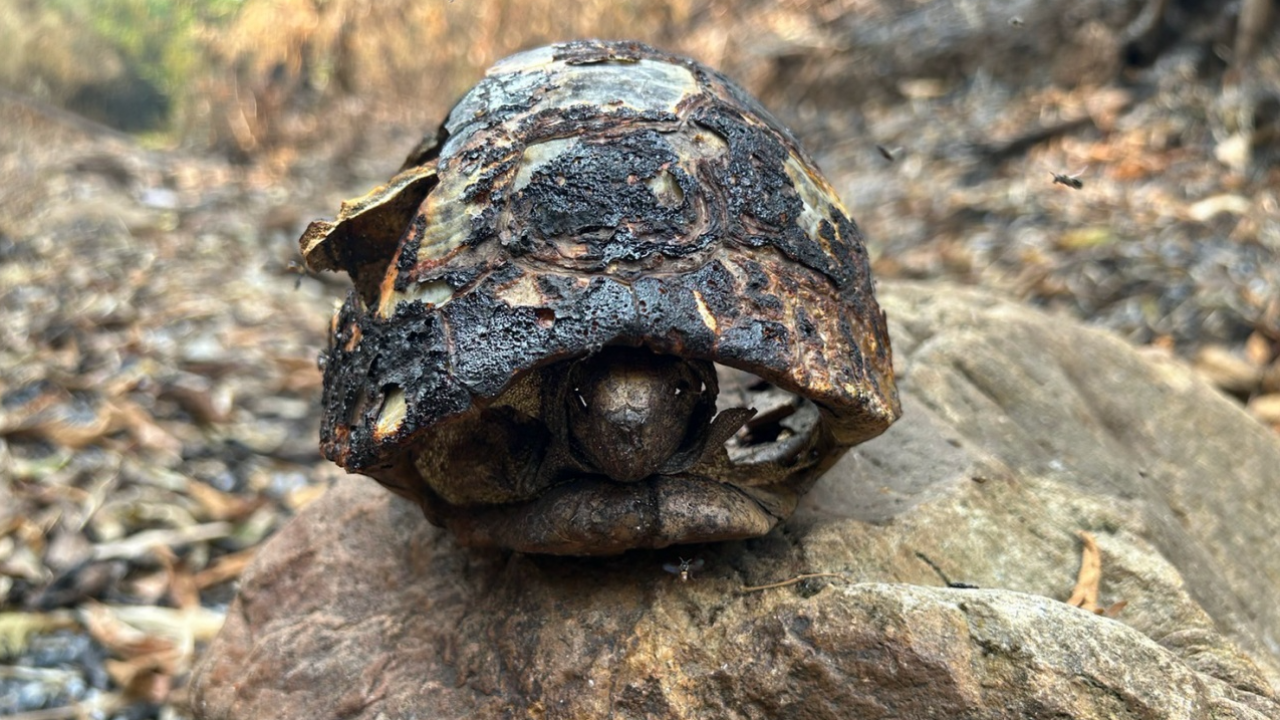 เศร้าไฟป่าคลอกเต่า คลานหนีไม่ทันตายคากระดอง เชียงดาว PM 2.5 พุ่ง