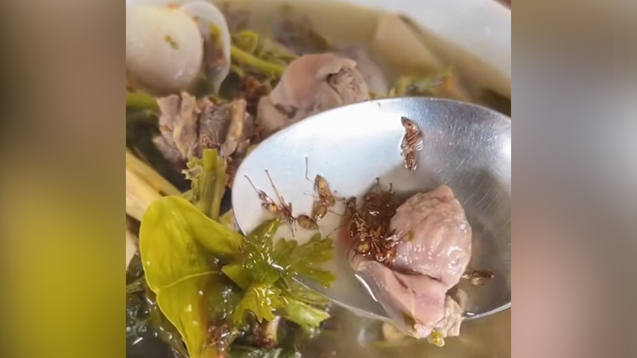 สาวสุดงงเจอ "มดแดง" ลอยเต็มถ้วยต้มไก่ ทำโซเชียลคอมเมนต์ เป็นเคล็ดลับความอร่อย