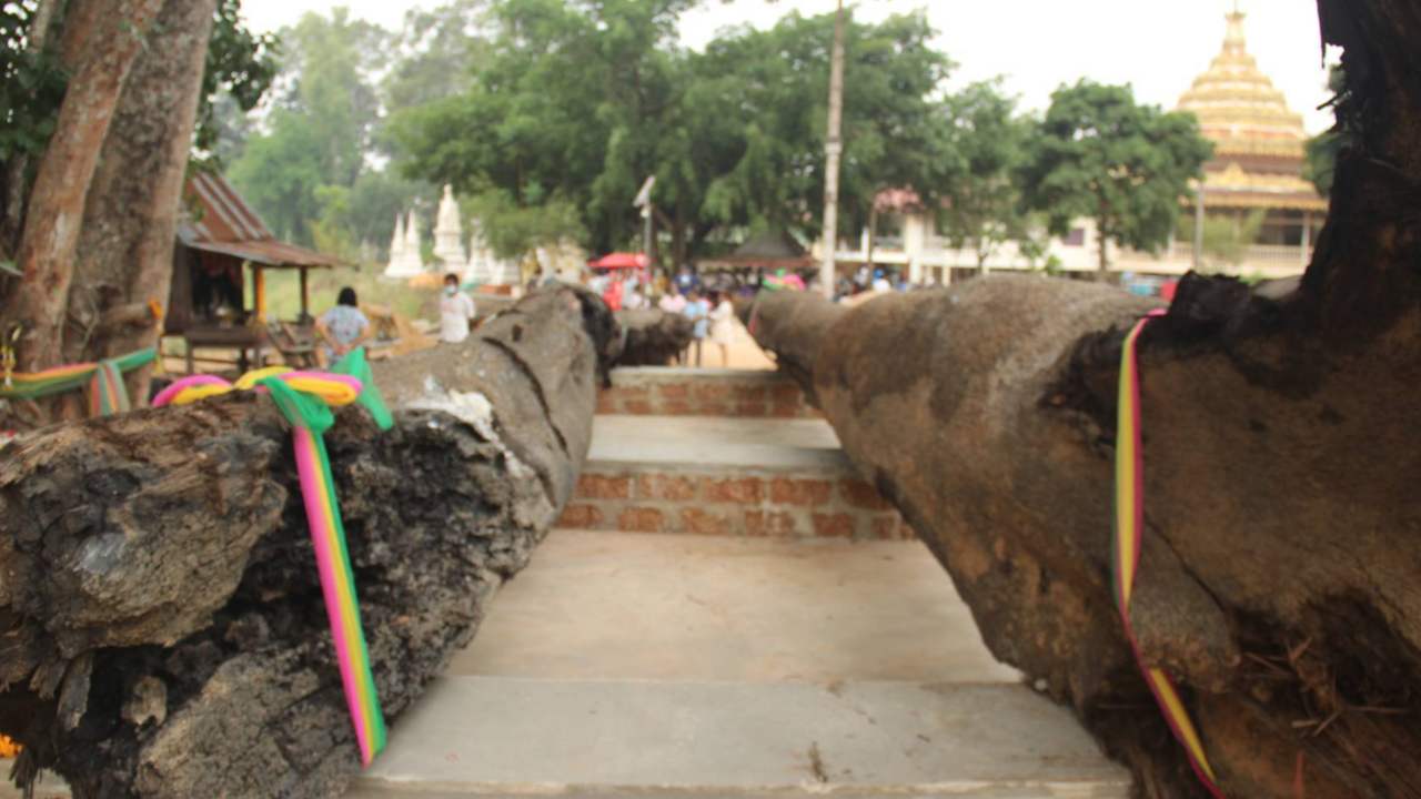 เชื่อให้โชคมาหลายงวด คอหวยส่อง "เลขเด็ด" พิธีอัญเชิญต้นตะเคียนขึ้นฐาน 