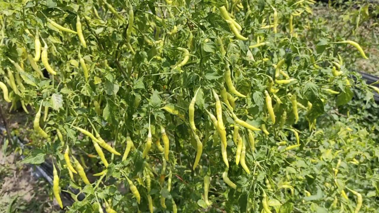 เกษตรกรสตูลปลูกพริกเหลืองอินโด ขายเป็นรายได้เสริม ได้เดือนละกว่า 2 หมื่นบาท