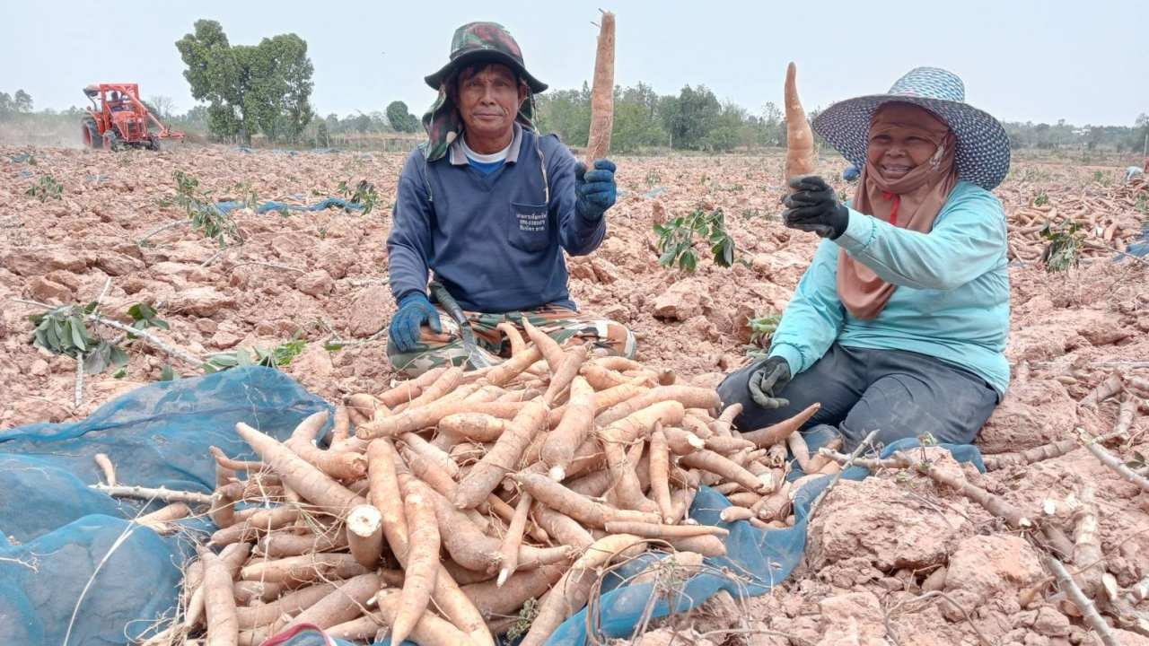 ชาวไร่อ้อยกาฬสินธุ์ พลิกดินแห้งแล้งมาปลูกมันสำปะหลัง ขายทำรายได้เป็นเงินแสน