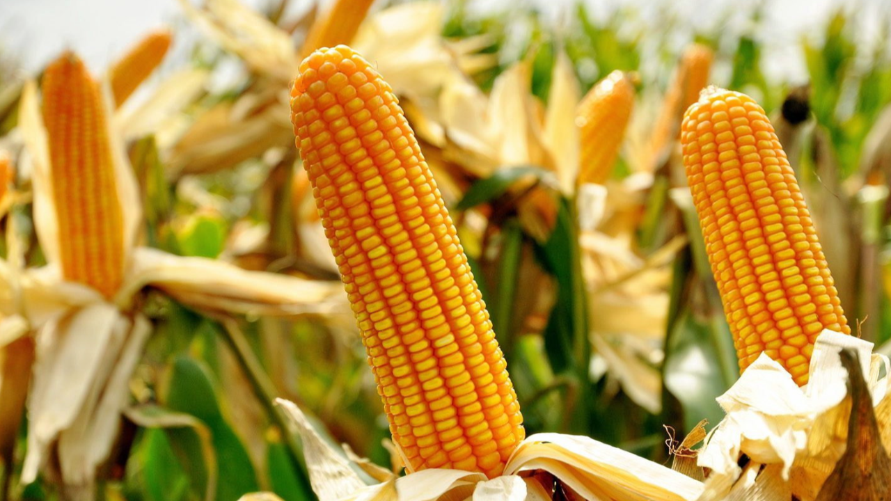 เคาะงบ คุ้มครอง 7 ภัยธรรมชาติ ประกันภัยข้าวโพดเลี้ยงสัตว์ ปี 66 วงเงินกว่า 200 ล้านบาท