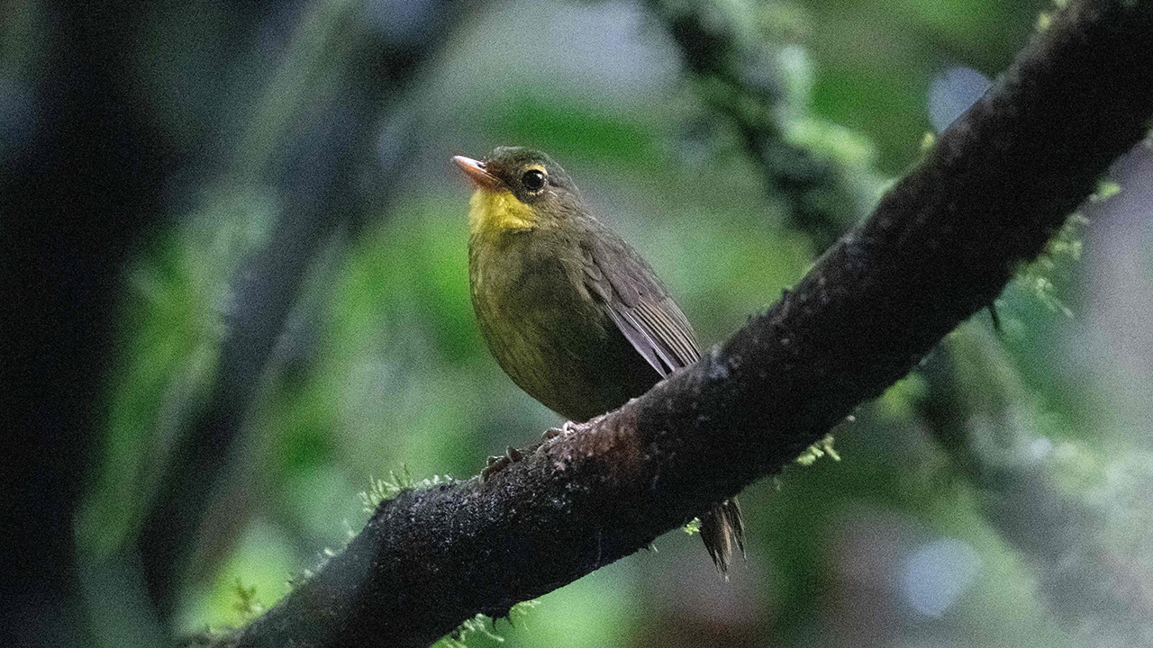พบหลักฐานฟอสซิลที่ชี้ว่าไดโนเสาร์ อาจส่งเสียงเหมือนนก
