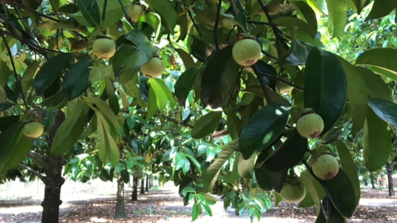 หนุ่มวัยรุ่นตราด ทำสวนมังคุด ผลิตชุดแรกออกสู่ตลาด ราคาดี กก.ละ 200-250 บาท