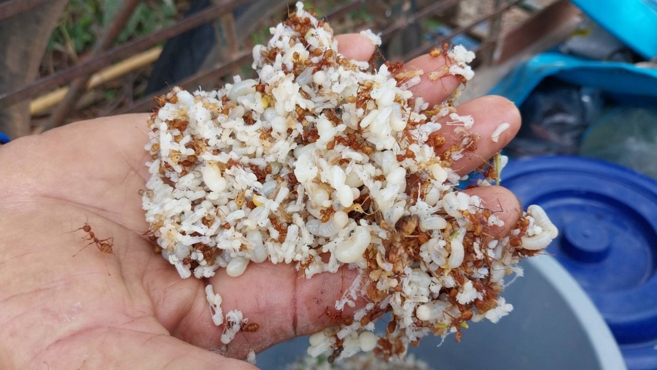 ผู้สูงวัยชาวสุรินทร์ ออกแหย่ไข่มดแดงในช่วงหน้าแล้งขายรายได้งาม กก.ละ 600 บาท