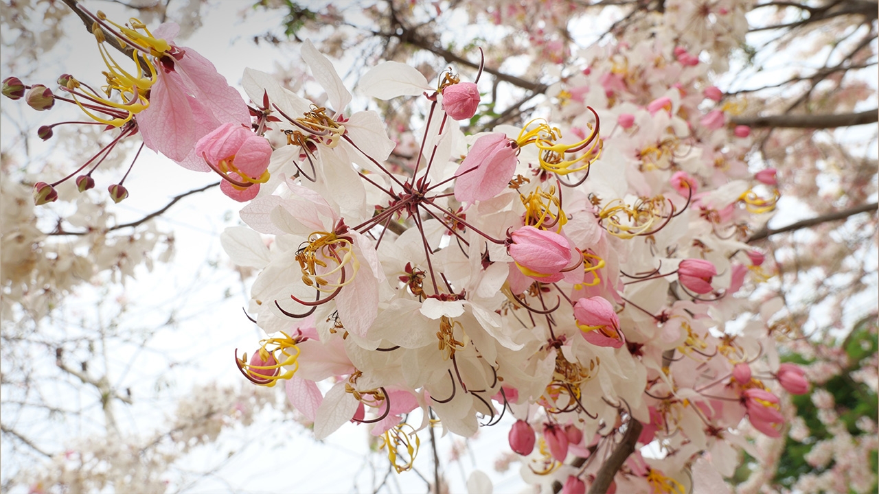 พิกัดถ่ายรูปสวย "ดอกกัลปพฤกษ์" บานสะพรั่งรับหน้าร้อน ที่ช่องสาริกา