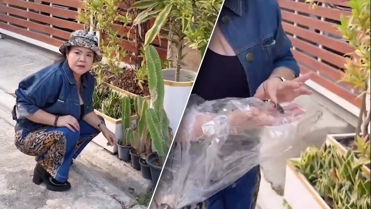 ฮาย อาภาพร เจอลูกนกตกหน้ารั้ว แฟนๆ แห่ถามบ้านเลขที่ (คลิป)