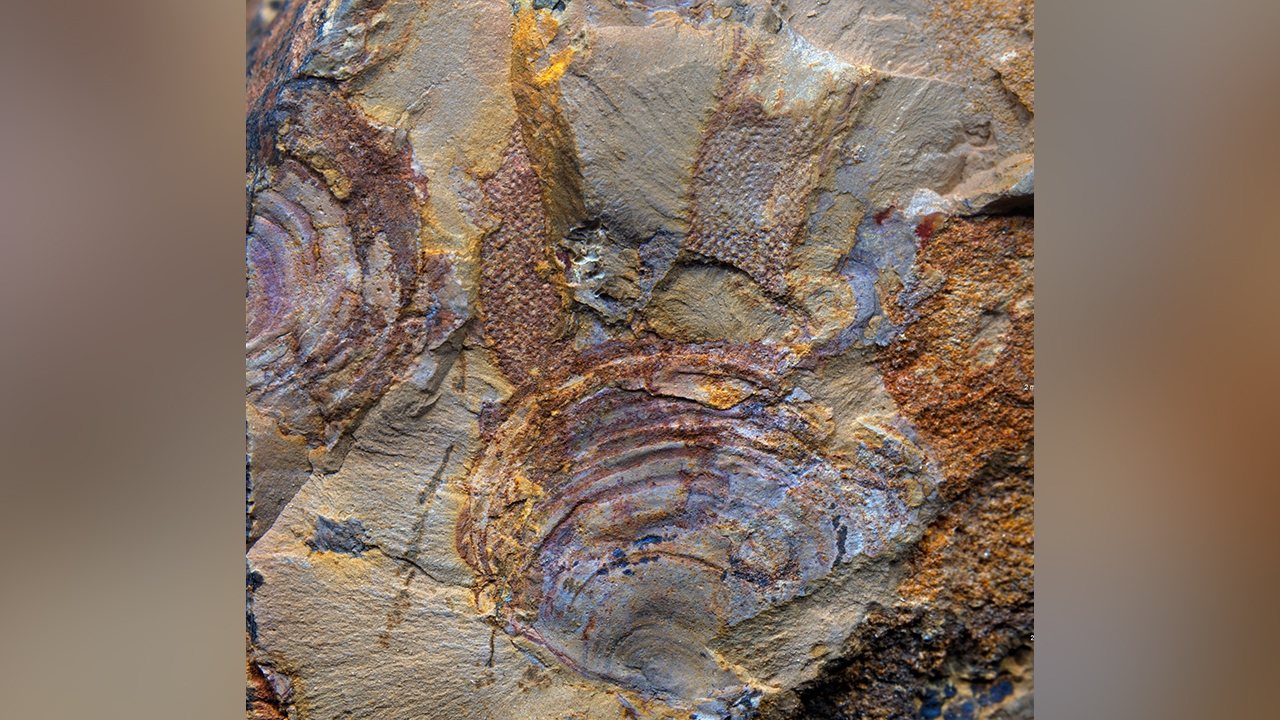 สัตว์โบราณที่เชื่อเก่าแก่ที่สุด แท้จริงคือสาหร่าย