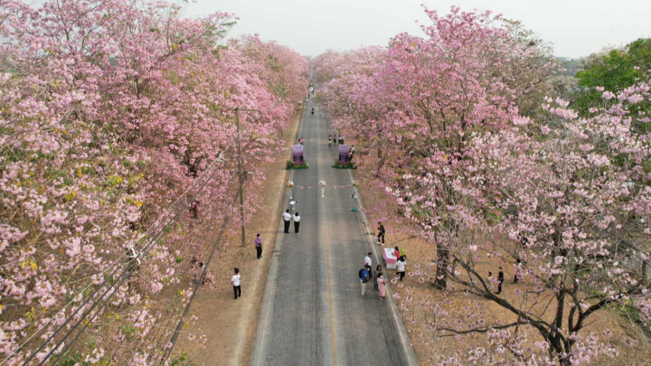 สุดสวย ดอกชมพูพันธุ์ทิพย์บานสะพรั่งที่ ม.เกษตรศาสตร์ กำแพงแสน 