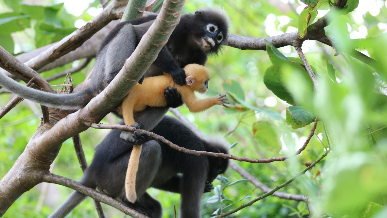 ลูกค่างแว่น อวดโฉมให้นักท่องเที่ยว ชมความน่ารัก ที่หมู่เกาะอ่างทอง