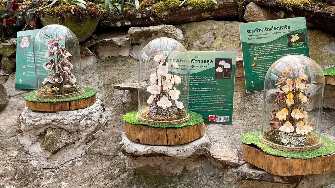 จากศูนย์รองเท้านารีคืนธรรมชาติ สู่แหล่งท่องเที่ยว สร้างเงินชาวบ้าน