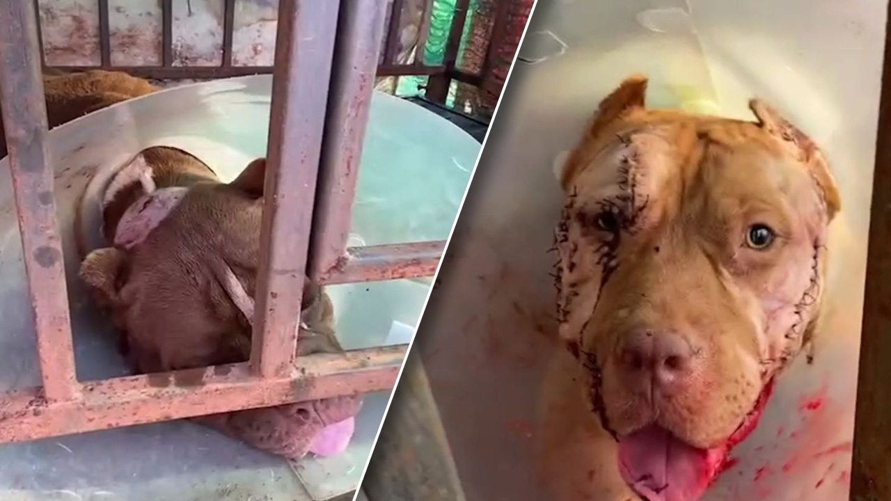 เพื่อนบ้านโหดเอาอีโต้ฟันพิตบูลสาหัส เจ้าของไม่มีเงินต้องระดมทุนช่วยค่ารักษา