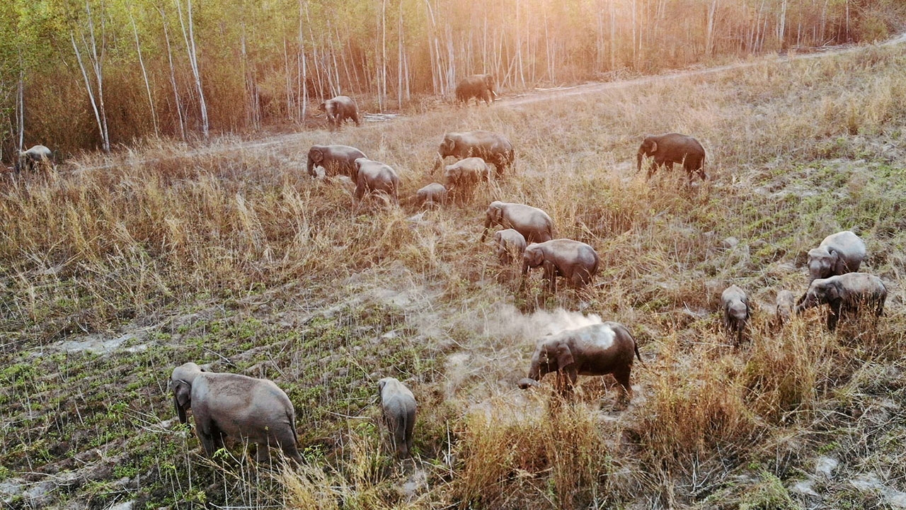 ฉีดยาคุมช้างป่า ประเดิม "อ่างฤาไน" หวังจํากัดประชากร เหตุอาละวาดฆ่าคน