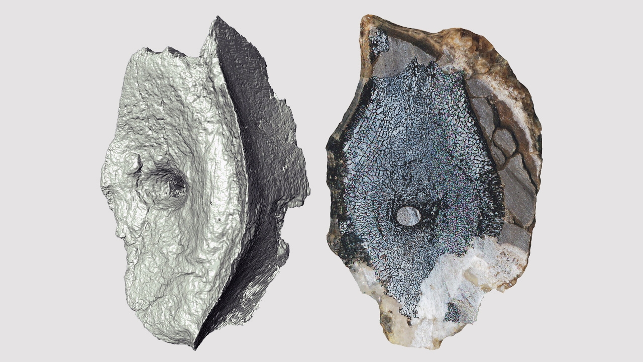 นักวิจัยคาดอาจเป็นฟอสซิลอิกทิโอซอรัสที่เก่าแก่ที่สุด