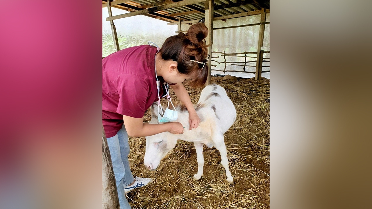 ไทยปลอดกาฬโรคแอฟริกาในม้า