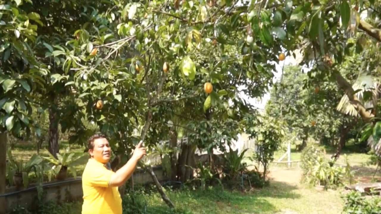 ชาวสวนปราจีนฯ โอดพิษข่าวซีเซียม-137 กระจายลูกค้าแห่แคนเซิลผลไม้จากสวน