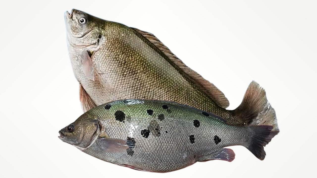 ปลาหยก..ปลาต่างถิ่น อันตรายขนาดไหน?