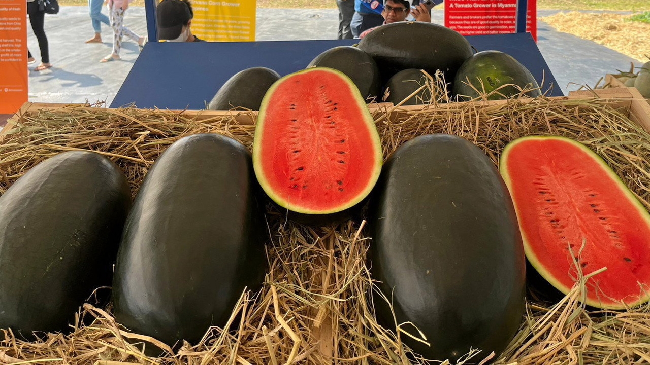 แตงโมแบล็กบอมบ์ 006 ทรงหมอนลูกดำเจ้าแรก