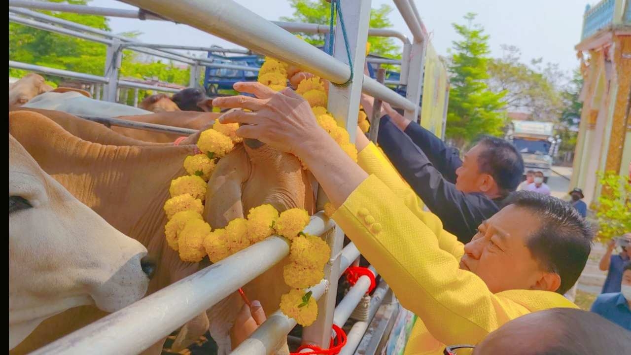 ผู้ว่าฯ จ.ร้อยเอ็ด มอบโค-กระบือเพื่อเกษตรกร ตามพระราชดำริ 70 ตัว แก่เกษตรกร ต.ดงลาน