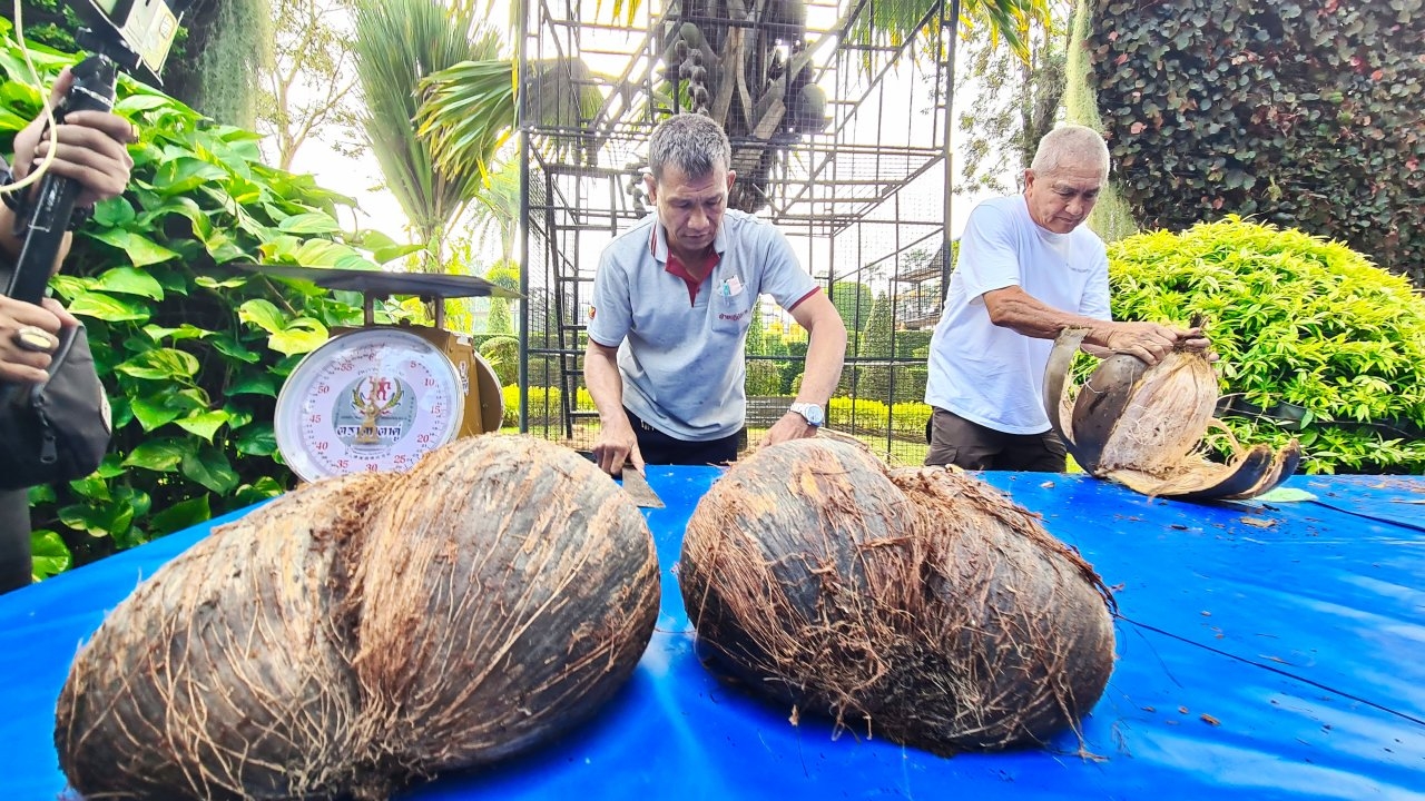 มะพร้าวทะเลใต้ สวนนงนุชปอกโชว์ ตกราคาลูกละแสนบาทหลังผลออกในรอบ 3 ทศวรรษ