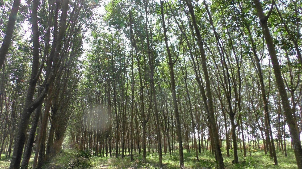 ไฟเขียว ประกันรายได้ชาวสวนยาง เฟส 4 กว่า 7.64 พันล้าน