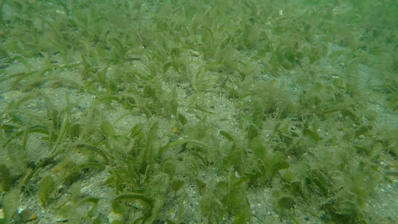 ทช. เปิดภาพการสำรวจสถานภาพ "หญ้าทะเล" ในพื้นที่ จ.ตรัง