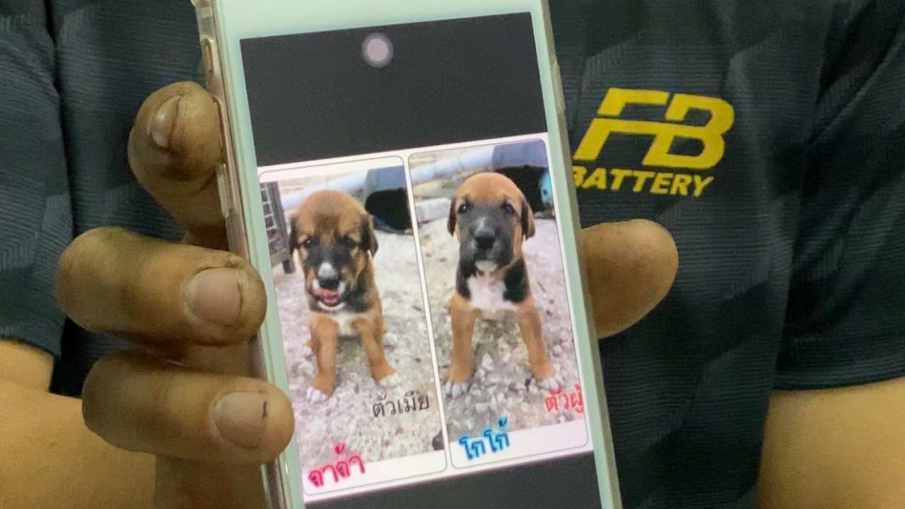 ลูกหมา 2 ตัวที่ถูกยางมะตอยราดสุกทั้งตัว ตายหมดแล้ว เจ้าของเศร้าทำใจไม่ได้