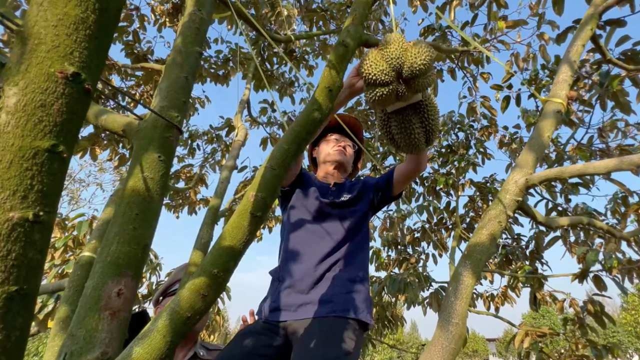 ผู้ว่าฯ ตราดขึ้นต้นทุเรียน ตัดพันธุ์กระดุมลูกแรก ส่งสัญญาณฤดูเก็บเกี่ยวปี 66 
