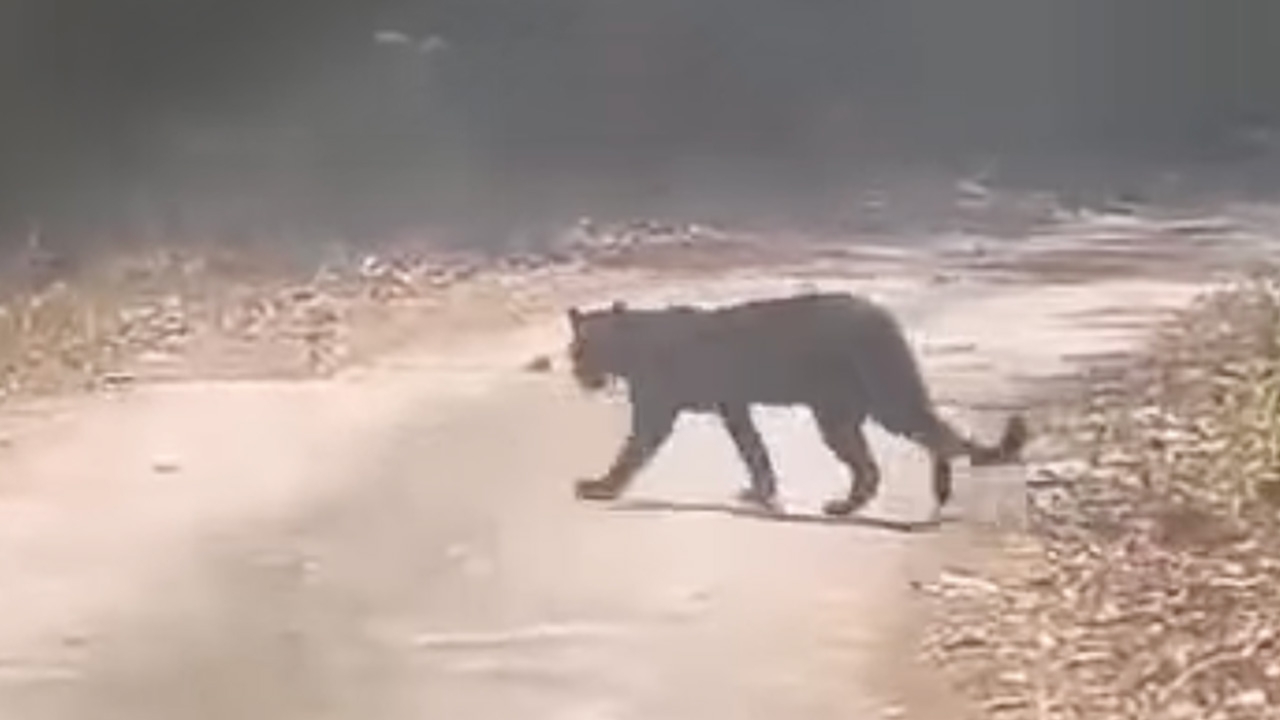 อุทยานฯ แก่งกระจาน แนะข้อปฏิบัติ หลังนักท่องเที่ยวถ่ายคลิปเจอ "เสือดำ"