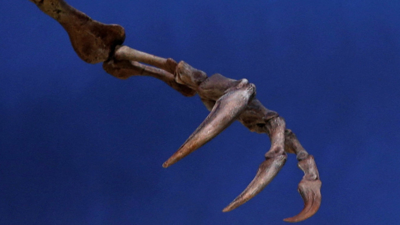 พัฒนาการคำนวณ เพื่อวิจัยการทำงานของกรงเล็บไดโนเสาร์บางชนิด