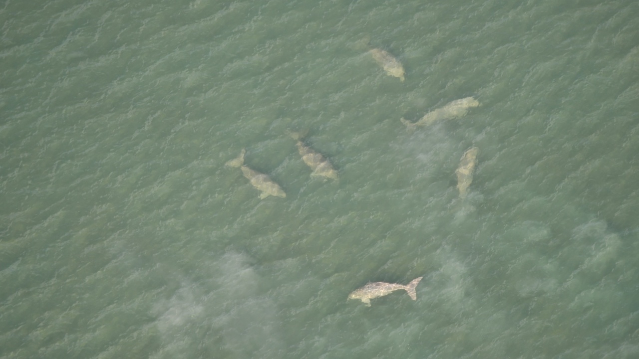 น่าตื่นตา ฝูงพะยูน 22 ตัว เต่าทะเล 74 ตัว อวดโฉมว่ายน้ำกลางทะเลกระบี่