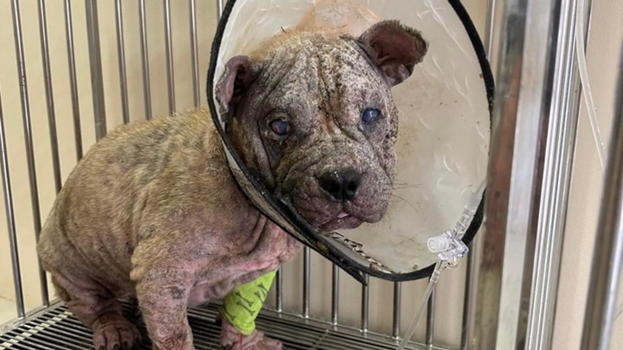 มอบชีวิตใหม่ ไรเดอร์หนุ่มใจบุญ ช่วยเหลือ "สุนัข" ถูกทิ้งให้นอนตากแดดกลางทุ่งนา