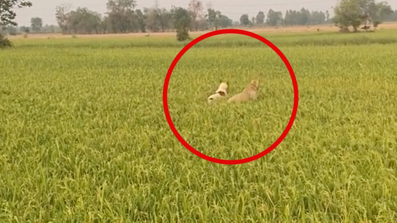 ไม้เรียวแม่สั่น แก๊งหมา 4 ขา กระโดดสนุกสนานในนาข้าว ชาวเน็ตแซว รึว่าจิงโจ้