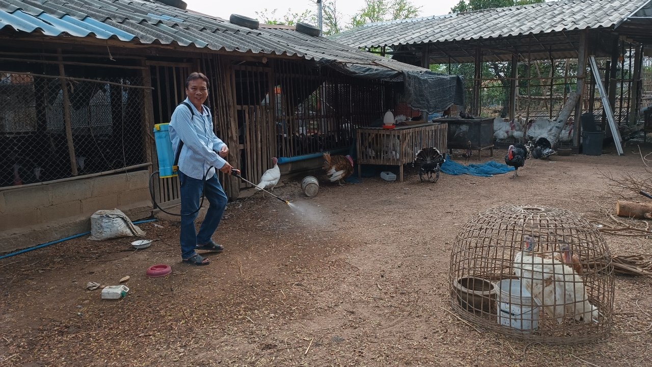 โคราชคุมเข้มฟาร์มไก่ พ่นยาฆ่าเชื้อกรงสัตว์ปีก หลังพบไข้หวัดนกระบาดในกัมพูชา