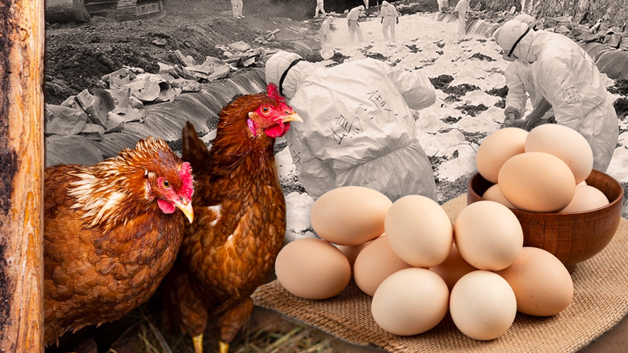 จับตาไข้หวัดนกครั้งเลวร้ายที่สุดของญี่ปุ่น หลุมฝังกลบไม่พอ ดันราคาไข่พุ่ง