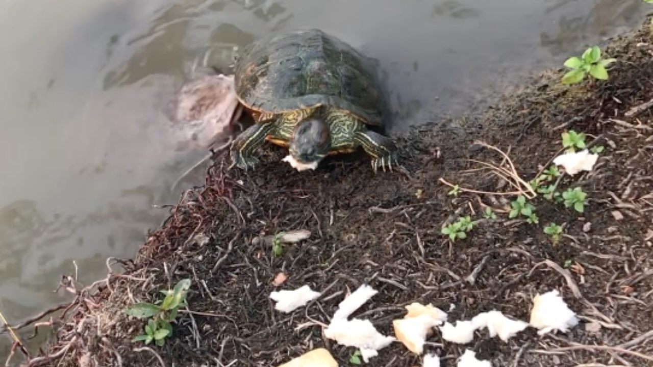 เอ็นดู "น้องเต่า" กินขนมปังไม่ทันพวกปลา คาบมาไว้บนบกยังโดนแย่ง (คลิป)