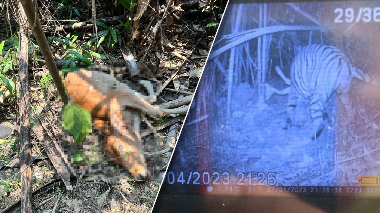 เปิดภาพ เสือโคร่งโบอ่อง กลับมากินซากวัว ชี้เป็นห่วงโซ่อาหาร "เสือไม่กินคน"