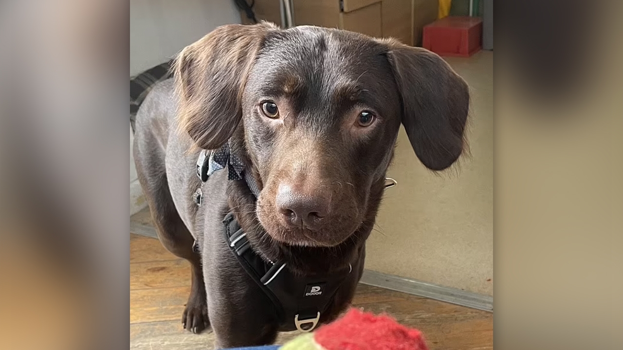 สุนัขลาบราดอร์ เข้ารับการบำบัดติดเหล้าตัวแรกในอังกฤษ หลังเจ้าของตาย