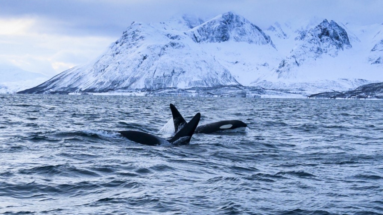 ดูคลิปแล้ว น้ำตาจะไหล วาฬเพชฌฆาต ‘โลลิตา’ จะได้กลับบ้านเสียที (คลิป)
