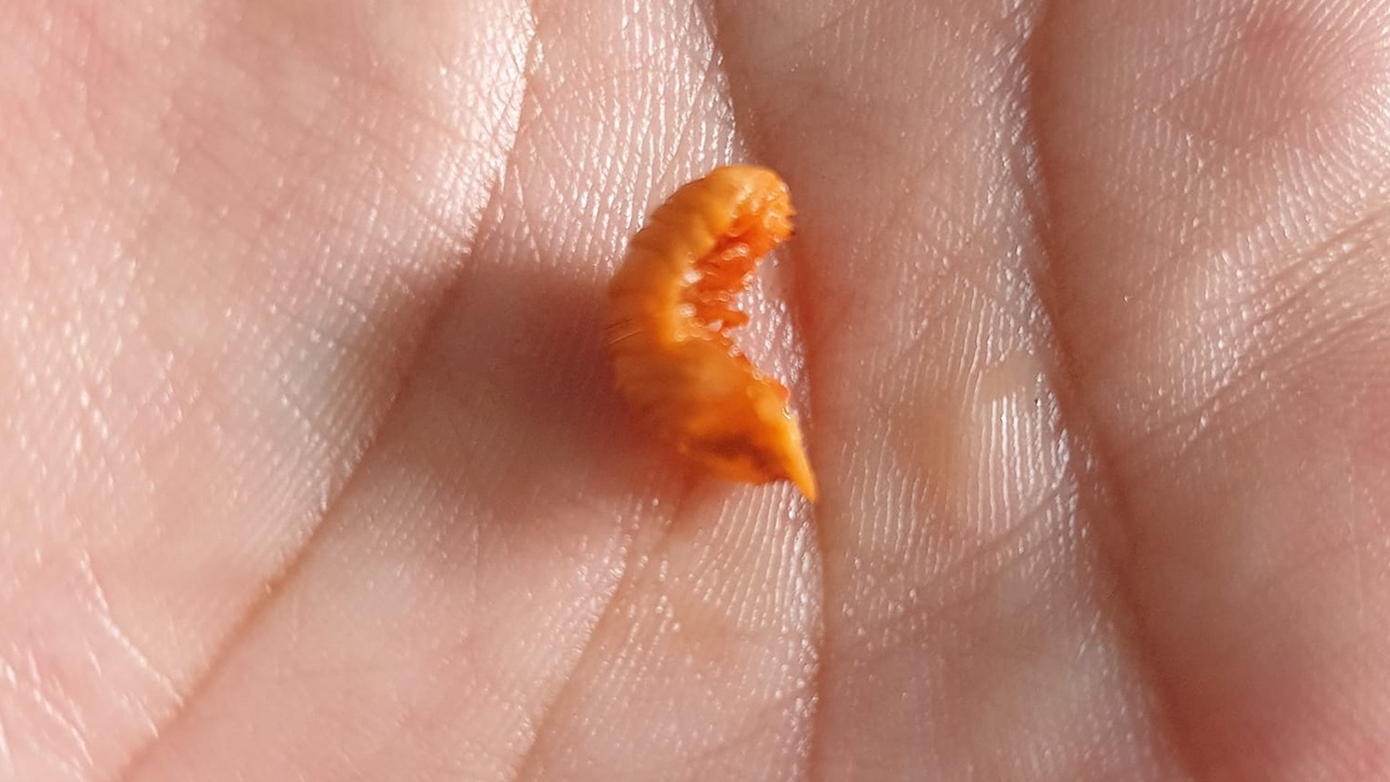 หนุ่มข้องใจ เจอแมลงประหลาดในส้มตำ วอนโซเชียลช่วยตอบ มันคือตัวอะไร