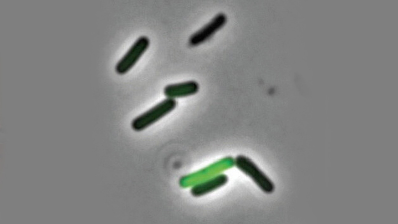 วิจัยพฤติกรรมโมโหหิวของแบคทีเรีย