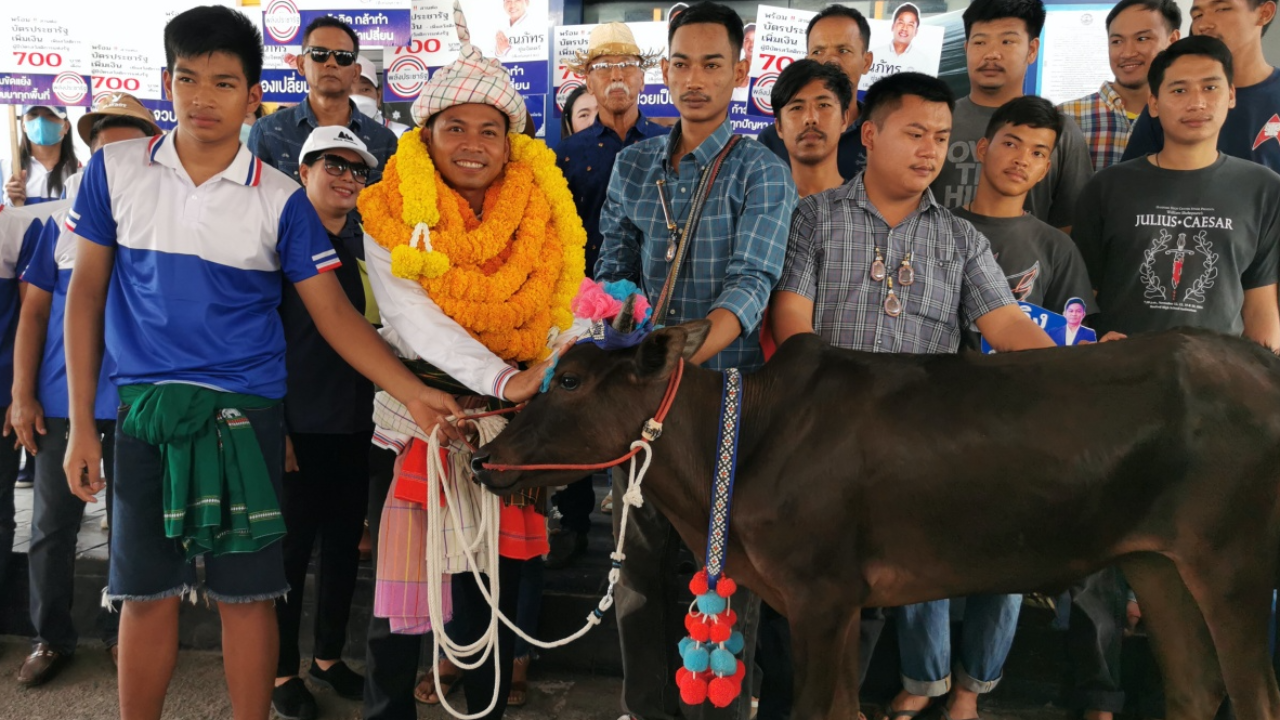 เลือกตั้ง 2566 : คิง ก่อนบ่าย ลงสมัคร ส.ส. เขต 1 ประจวบฯ มีวัวลานมาเชียร์ 