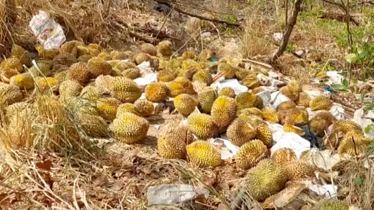 ไม่รู้ใครเอามาทิ้ง ชาวบ้านพบ "ทุเรียน" กว่า 100 กก. ถูกทิ้งข้างทาง